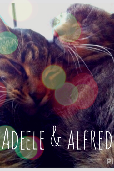 ADEELE JA ALFRED