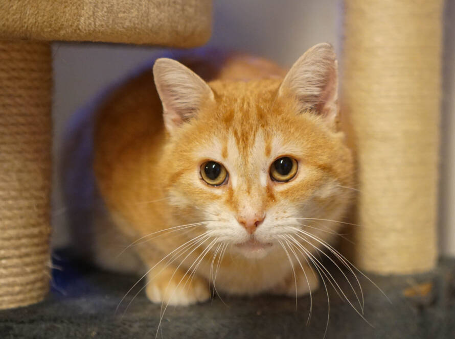 CHEDDAR
