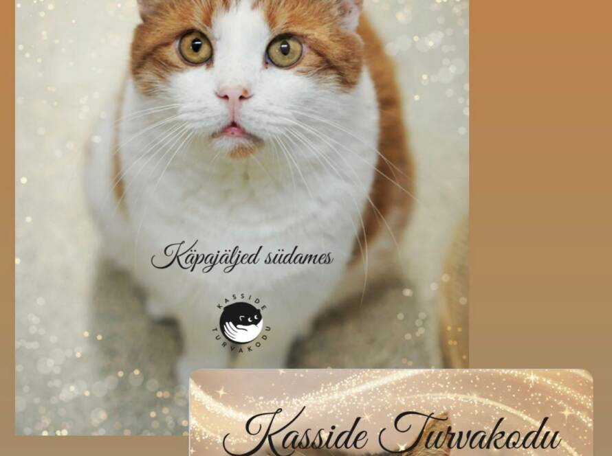 Kalendrite komplekt 2026